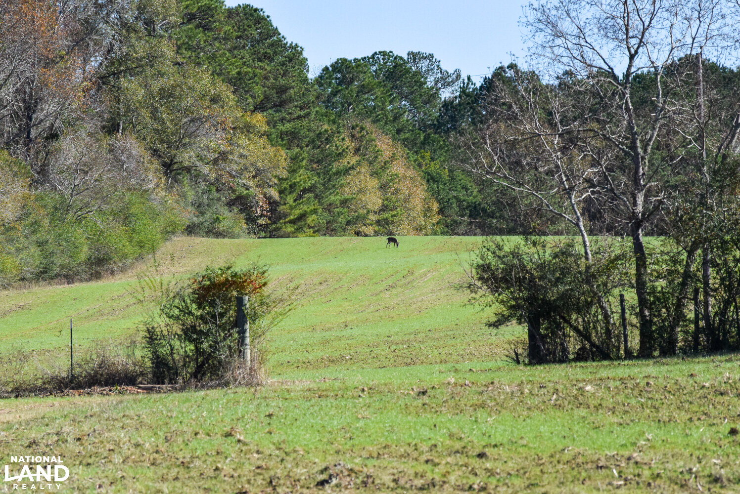 Gulf Coast Pasture Land in Greene County, Mississippi (28 Photos