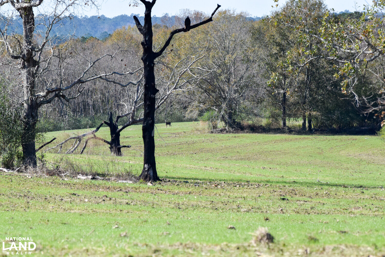 Gulf Coast Pasture Land in Greene County, Mississippi (28 Photos