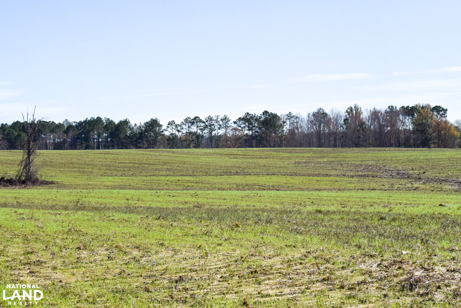 Gulf Coast Pasture Land in Greene County, Mississippi (28 Photos
