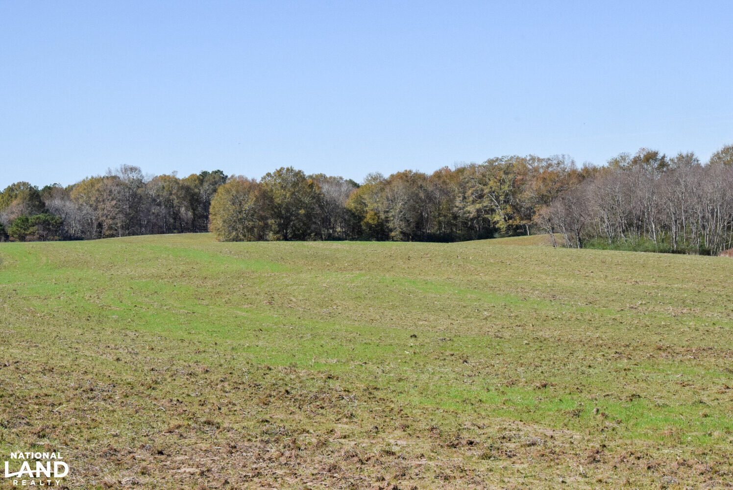 Gulf Coast Pasture Land in Greene County, Mississippi (28 Photos