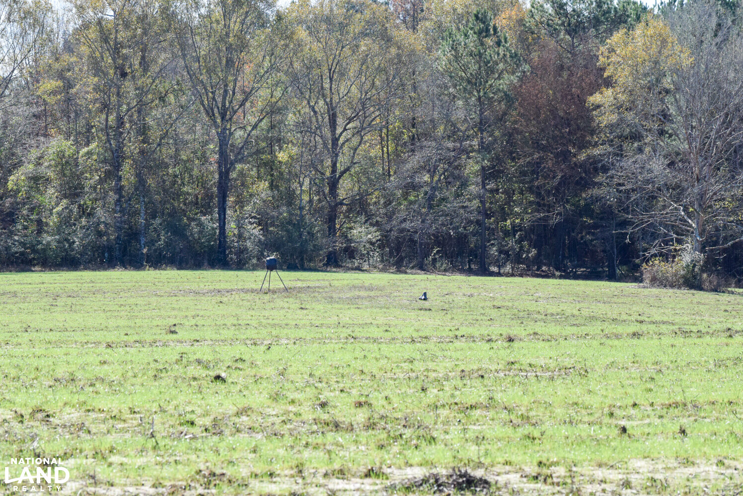 Gulf Coast Pasture Land in Greene County, Mississippi (28 Photos
