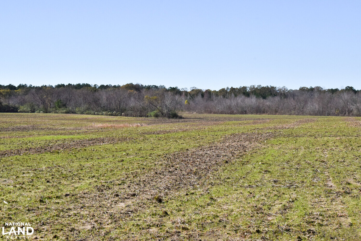 Gulf Coast Pasture Land in Greene County, Mississippi (28 Photos