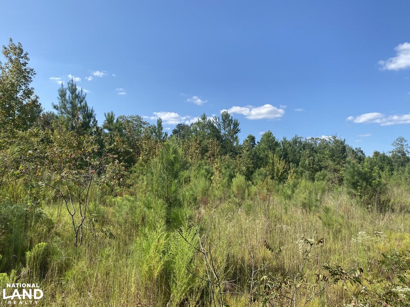 Homesite Hunting and Development in Macon County, Alabama (6 Photos) National Land Realty