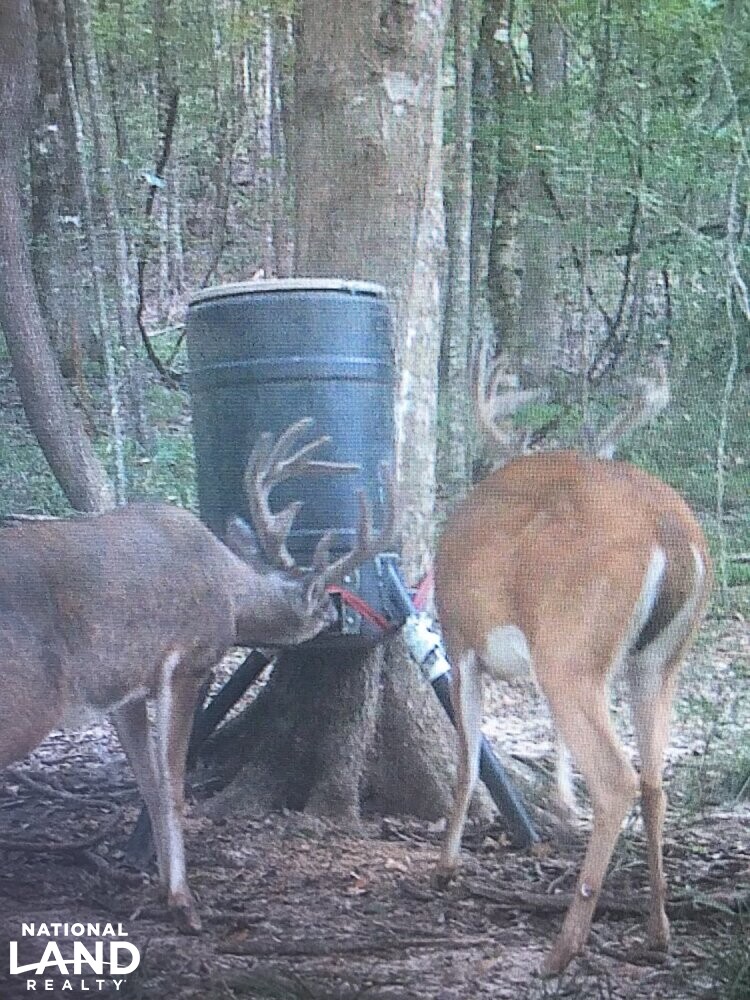 493 Acres and a Perfect Lodge in Wilkinson County, Mississippi (88