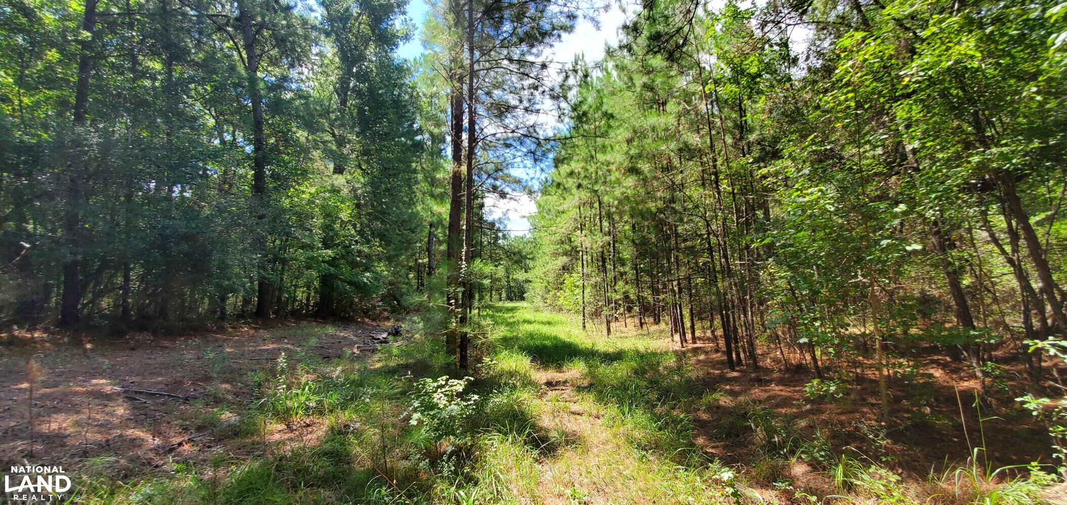 34 Acre Recreational/Hunting Tract in Polk County, Texas (12 Photos