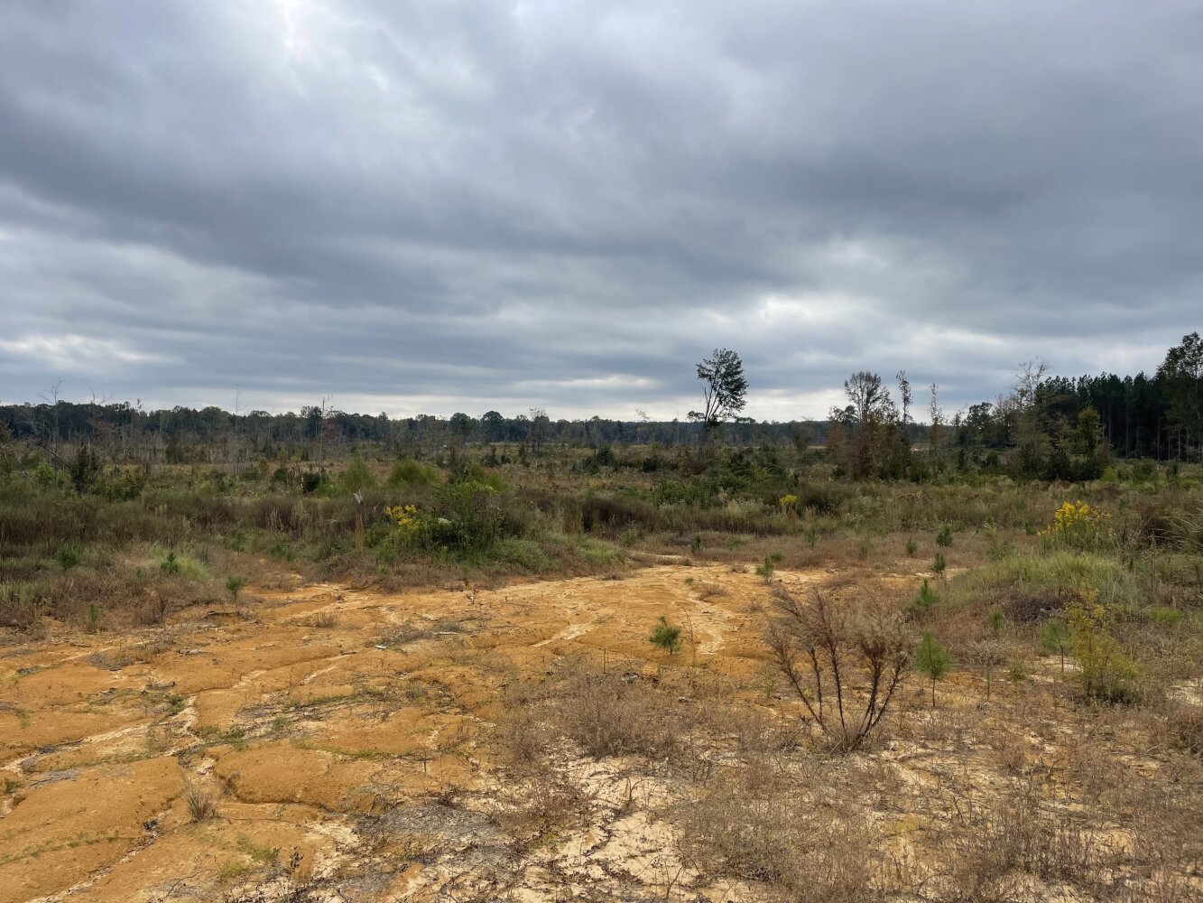 Country Camp House and Land in Leake County, Mississippi (11 Photos