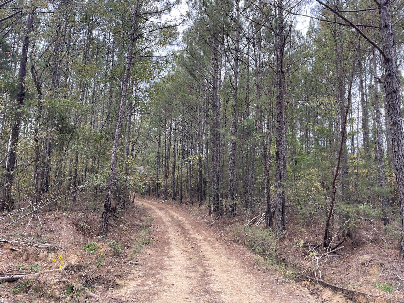 Country Camp House and Land in Leake County, Mississippi (11 Photos