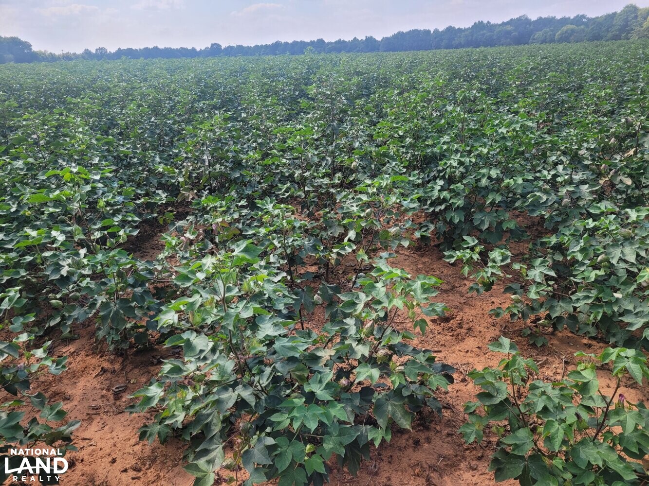 Autaugaville Farm, Hunting Tract, and Timber Production in Autauga