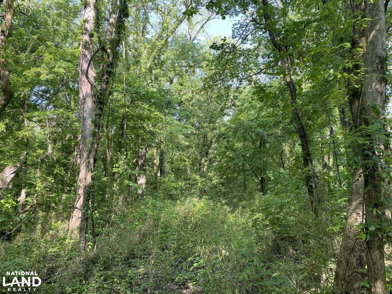 Mississippi River Bluff and Island in Tipton County, Tennessee (54