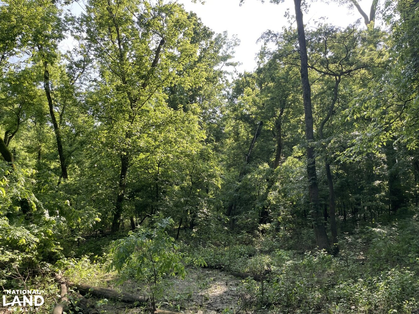 Mississippi River Bluff and Island in Tipton County, Tennessee (54