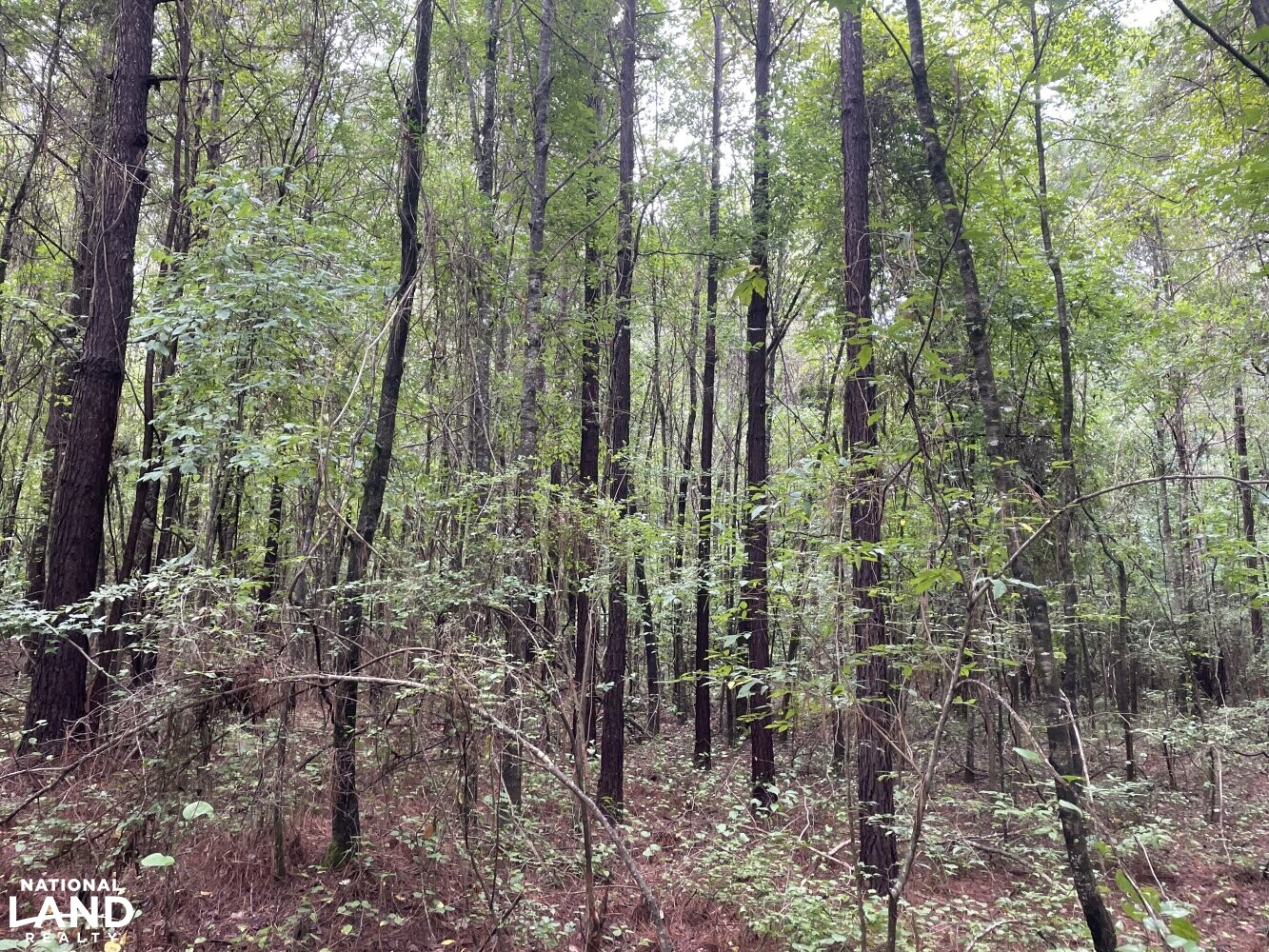 Camden Deer and Turkey in Madison County, Mississippi (33 Photos