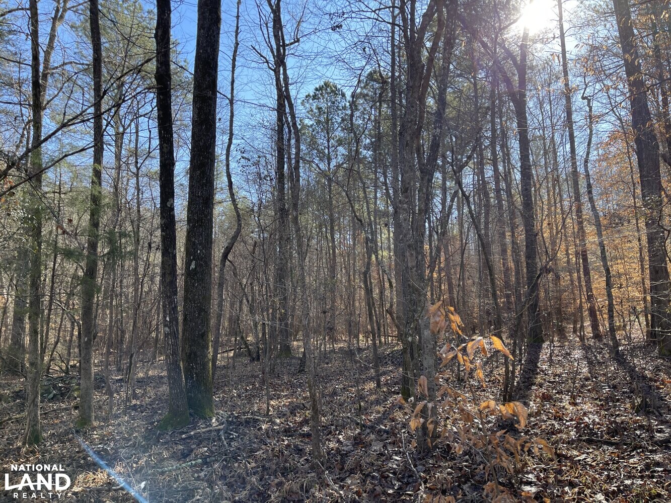 Tutwiler Recreational Tract in Walker County, Alabama (22 Photos