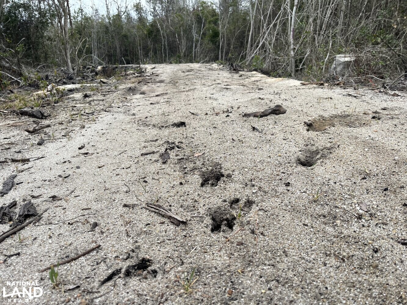 Colly Creek Hunting Land with Pond in Bladen County, North Carolina (7