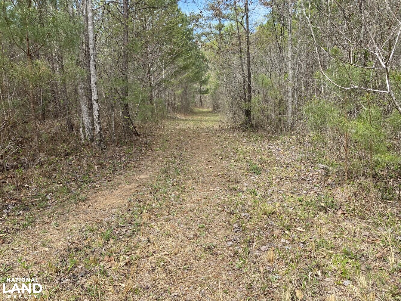 Dutton Creek 80 in Lawrence County, Alabama (12 Photos) National Land