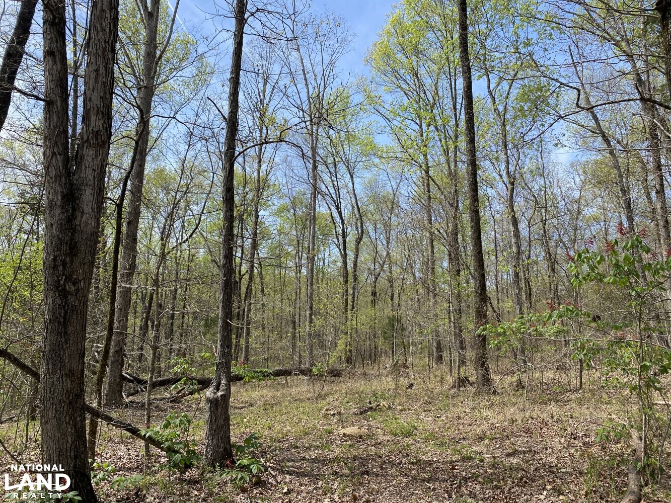 Dutton Creek 80 in Lawrence County, Alabama (12 Photos) National Land