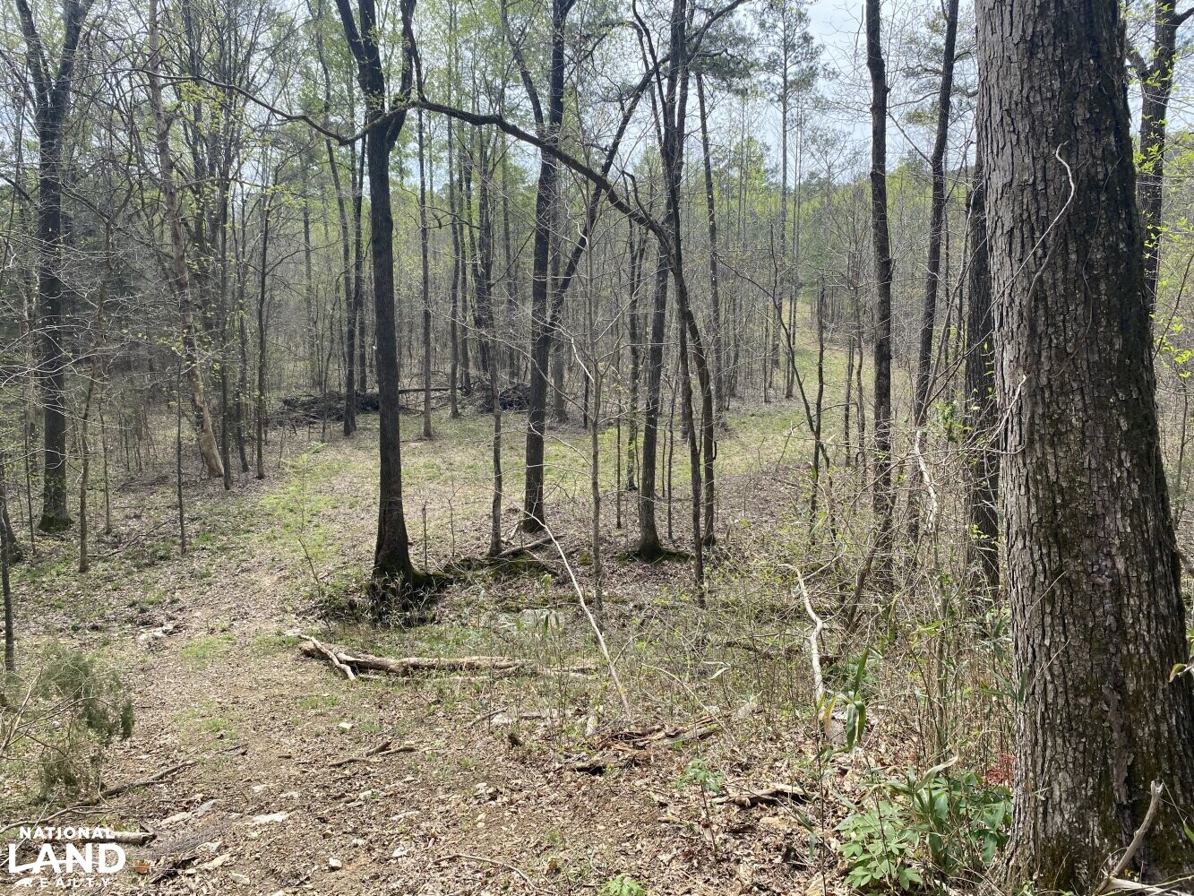 Dutton Creek 80 in Lawrence County, Alabama (12 Photos) National Land