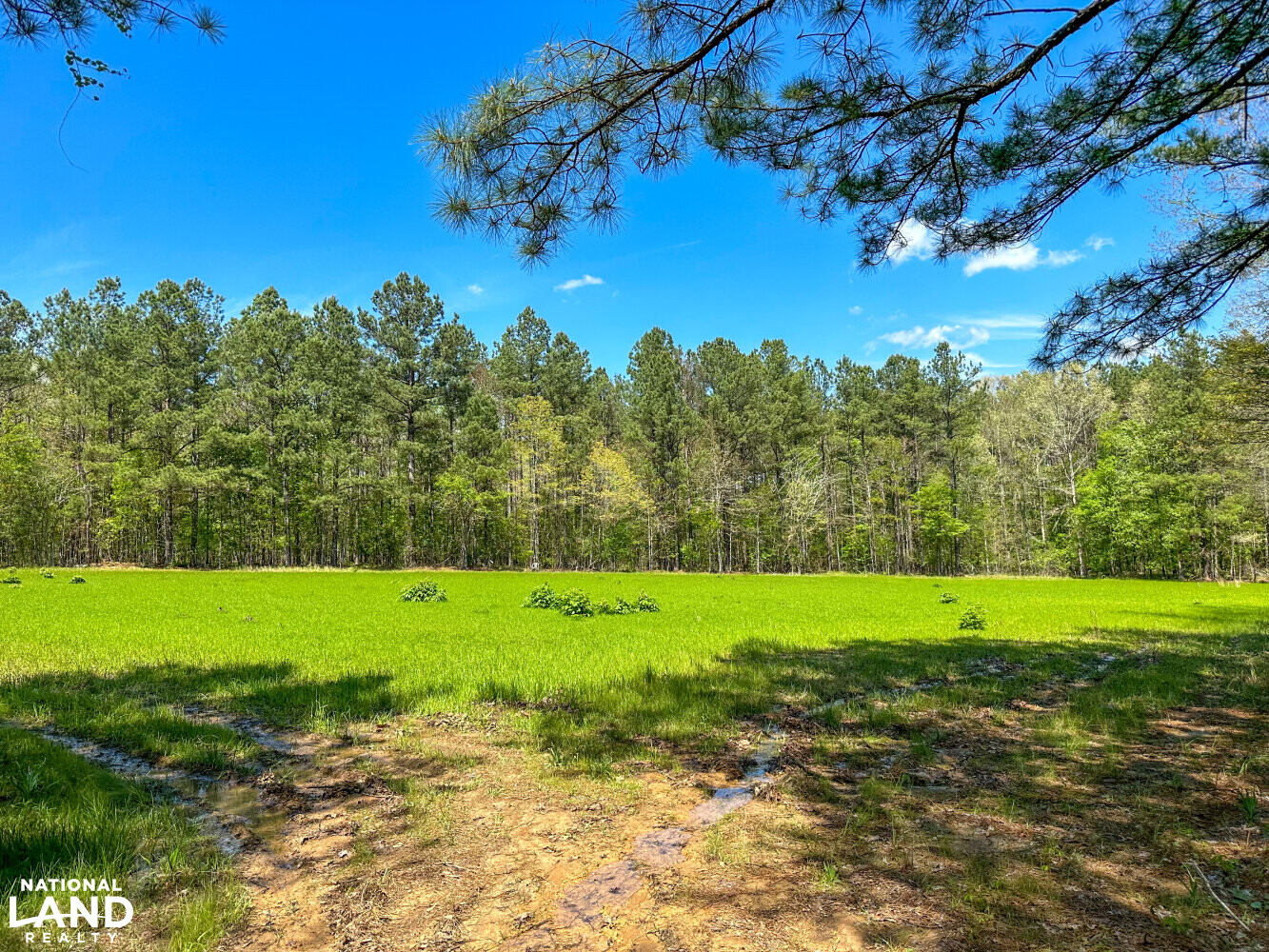 Whirl Creek Timber And Hunting Tract in Marengo County, Alabama (52