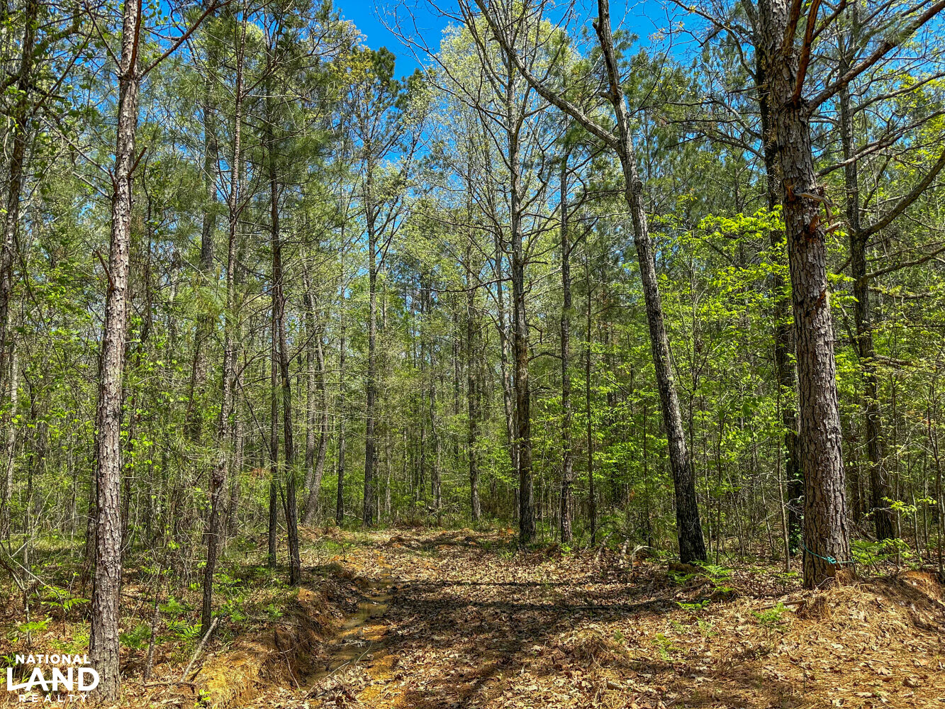 Whirl Creek Timber And Hunting Tract in Marengo County, Alabama (52