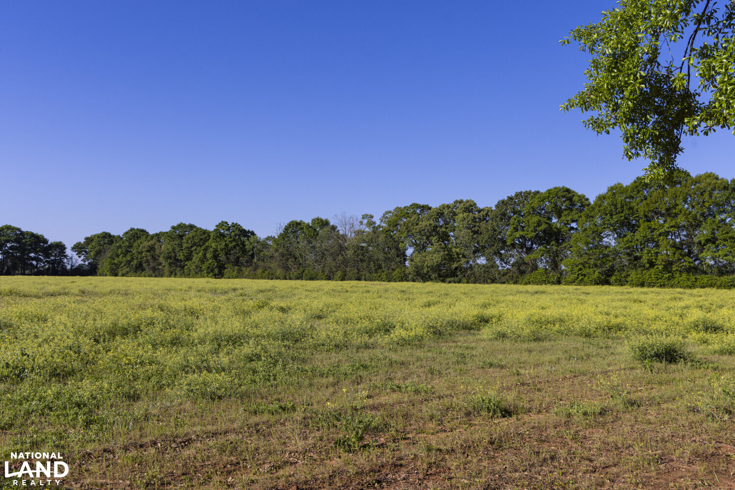 Excel Repton Row Crop Farm with Road Frontage in Monroe County, AL (27 of 37)