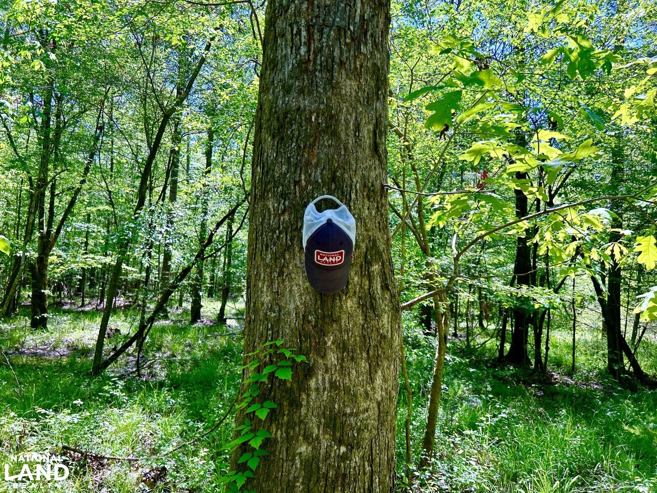 Hickory Homesite, Hay Fields, and Hardwood Timberland in Newton County, MS (35 of 87)