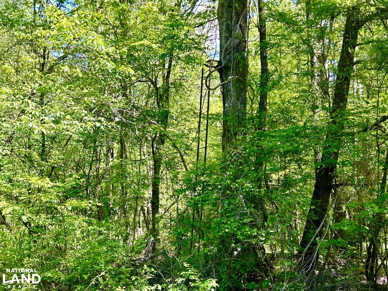 Hickory Homesite, Hay Fields, and Hardwood Timberland in Newton County, MS (36 of 87)