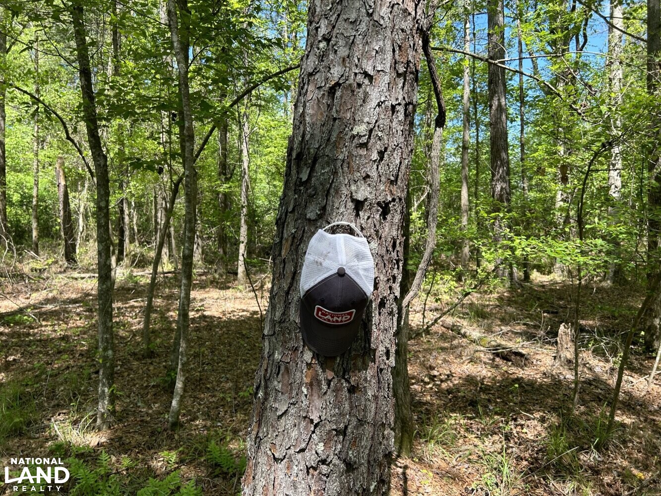 Loblolly Pine (Pinus taeda) (37 of 87)
