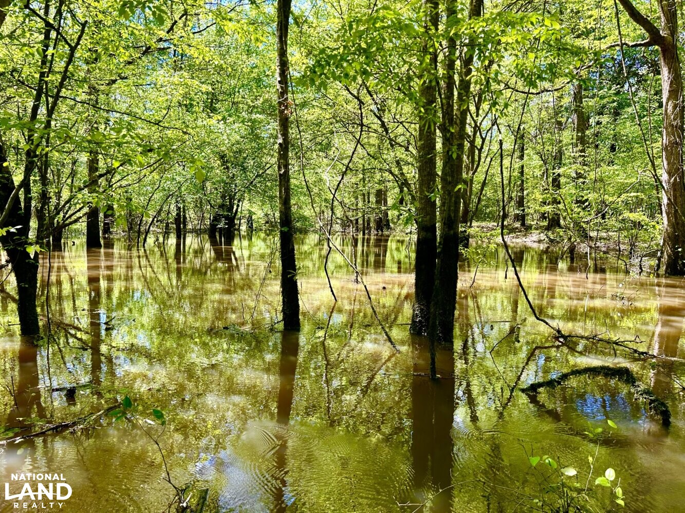 Slough off Potterchitto Creek (39 of 87)
