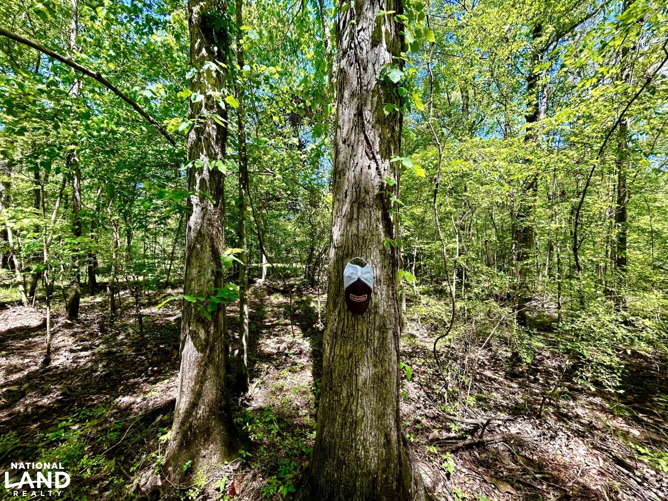White Oaks (Quercus alba) (40 of 87)