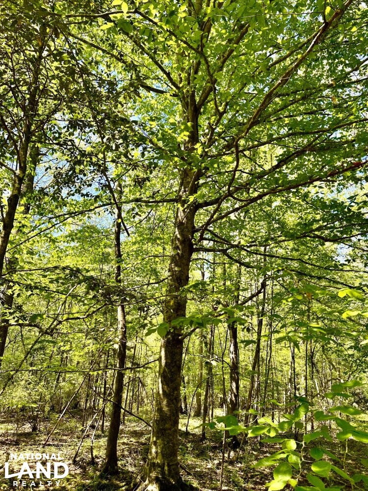 American Beech (Fagus grandiflora) (42 of 87)