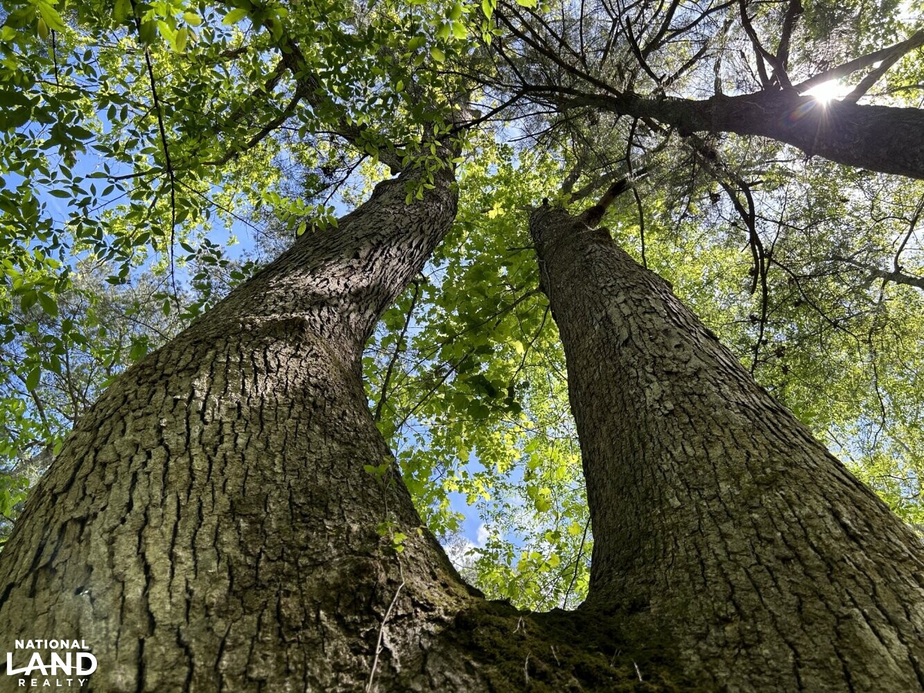 White Oak (Quercus alba) (45 of 87)