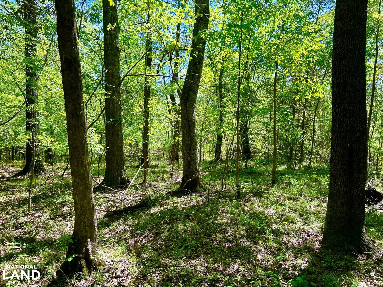 Mixed Hardwoods (46 of 87)