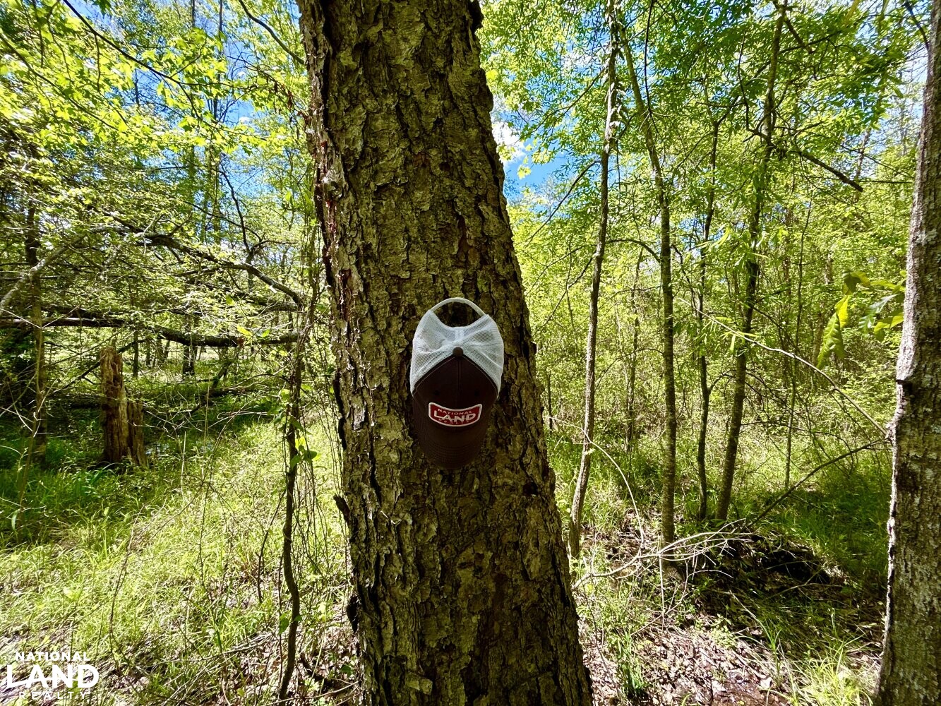River Birch (Betula nigra) (47 of 87)