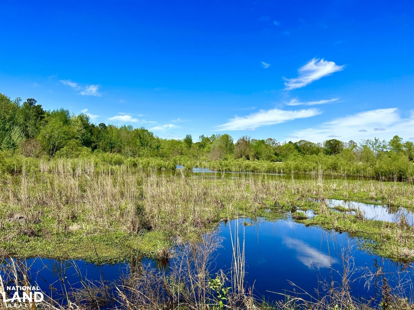 Pond - overgrown with vegetation (30 of 87)