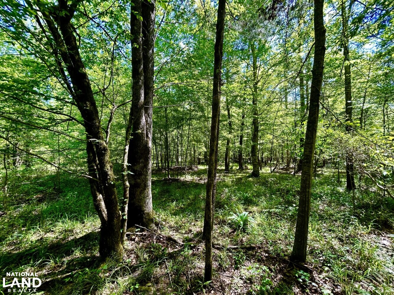 Hardwood Flat (49 of 87)