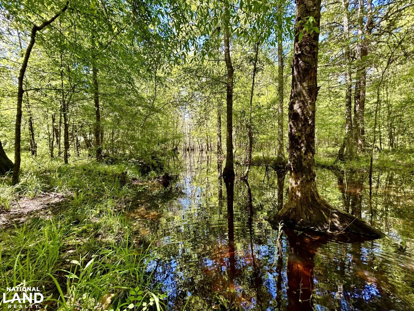 Slough amongst the hardwoods (50 of 87)