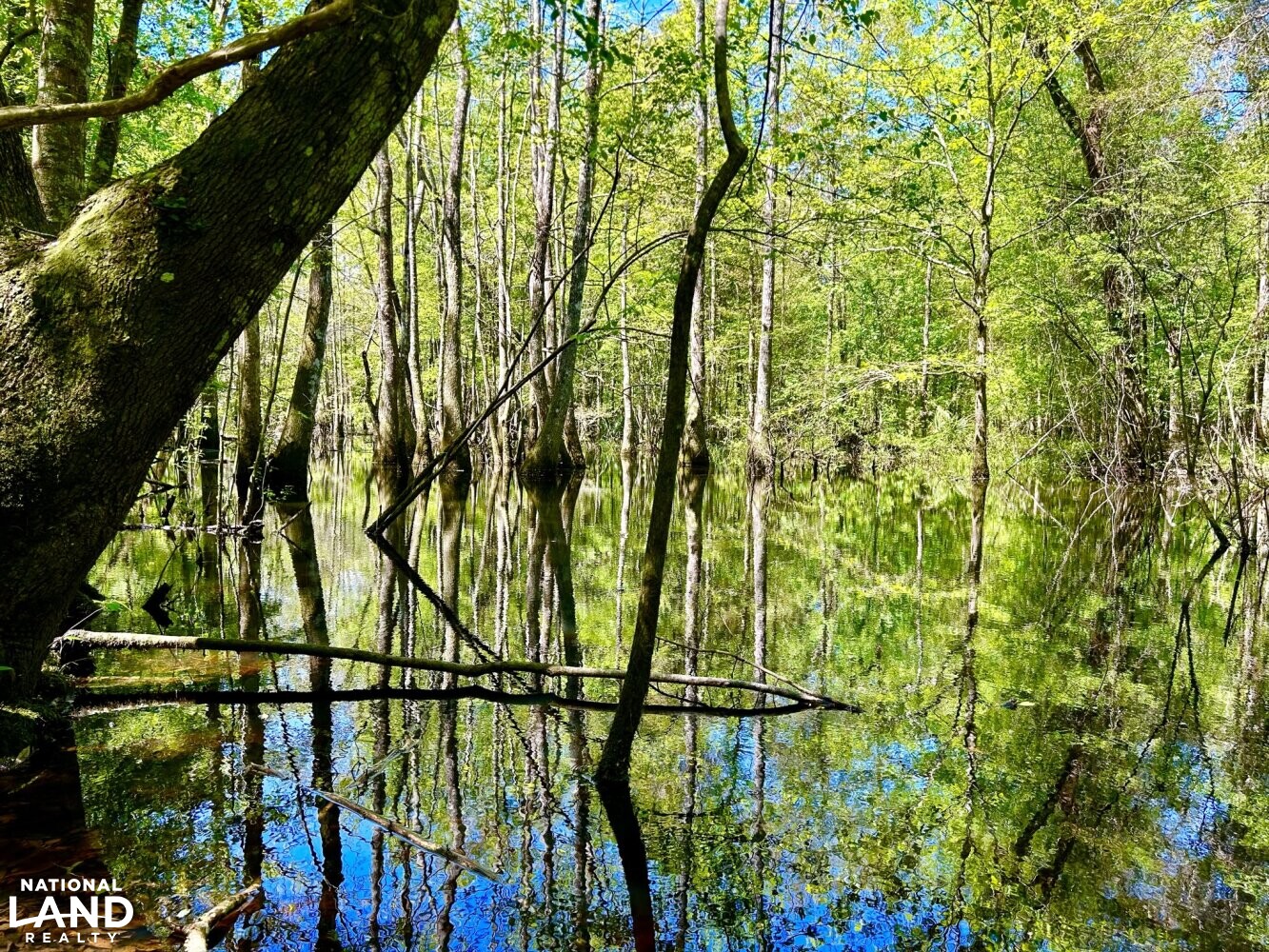 Cypress/Gum Slough (51 of 87)