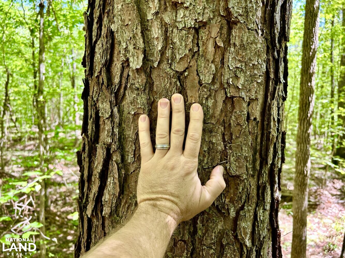 Loblolly Pine (Pinus taeda) (52 of 87)