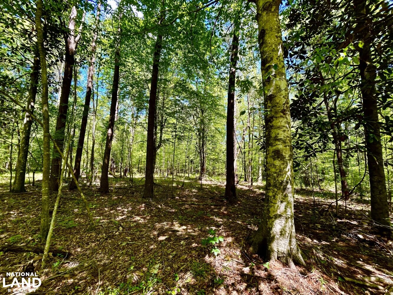 Mixed Hardwoods (53 of 87)