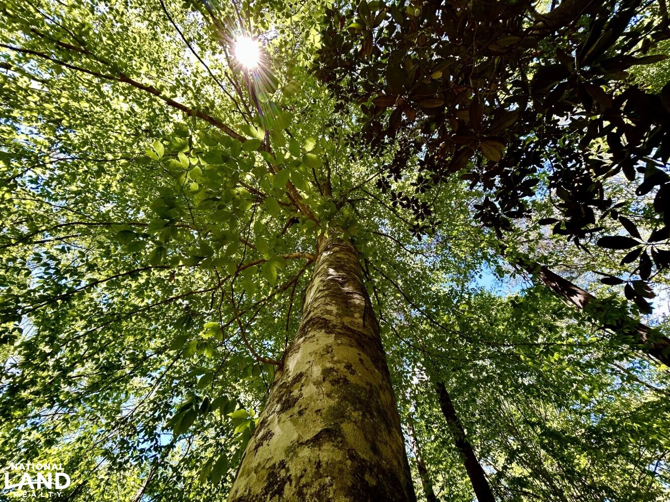 American Beech (Fagus grandiflora) (54 of 87)