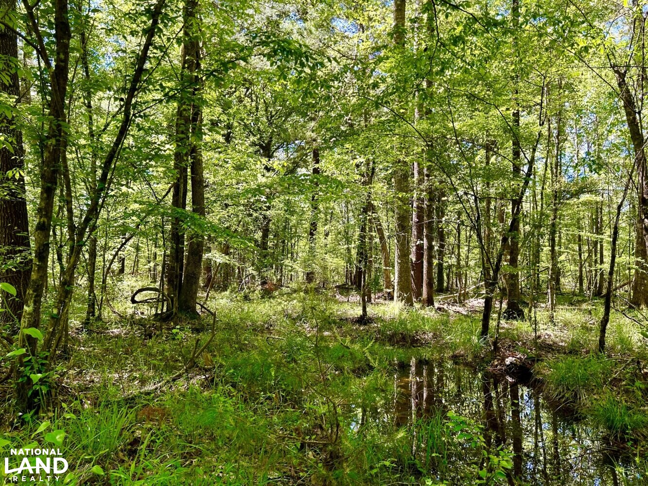 Hickory Homesite, Hay Fields, and Hardwood Timberland in Newton County, MS (55 of 87)