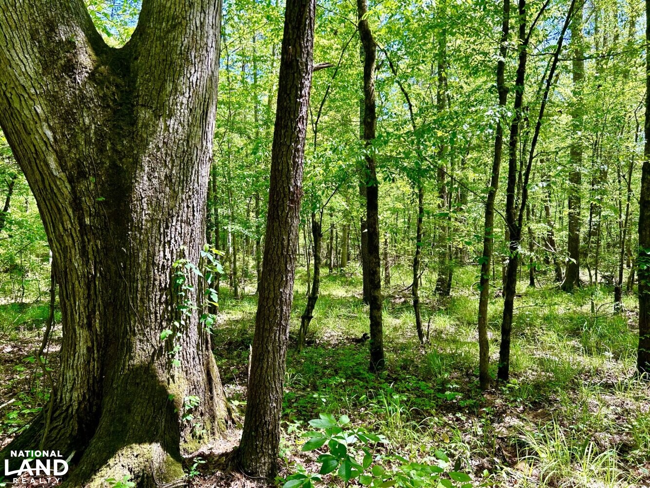 Large White Oak (Quercus alba) (43 of 87)