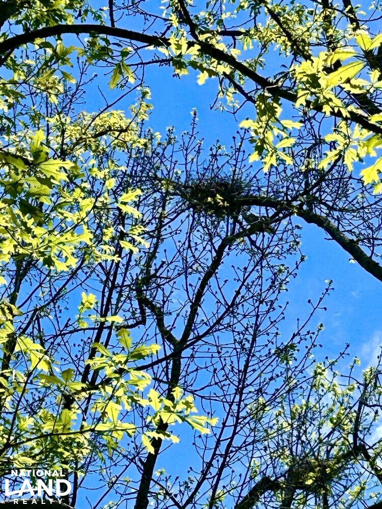 Wading Bird (Herons, Egrets, etc.) Nest/Rookery (56 of 87)