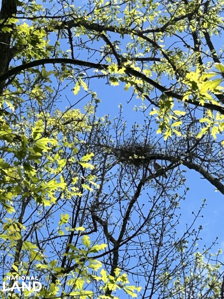 Wading Bird (Herons, Egrets, etc.) Nest/Rookery (57 of 87)