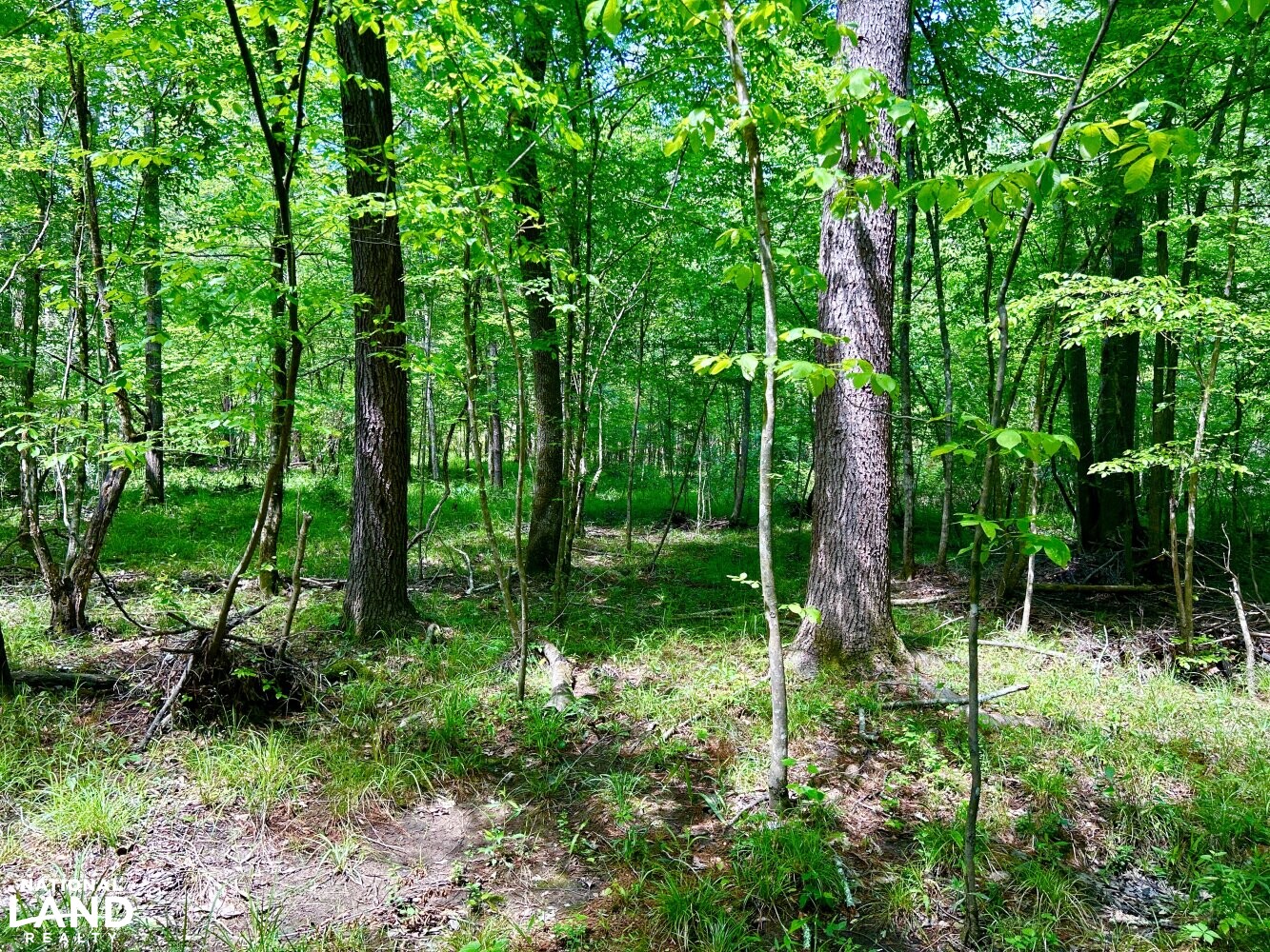 Spruce Pine and Hardwoods (58 of 87)