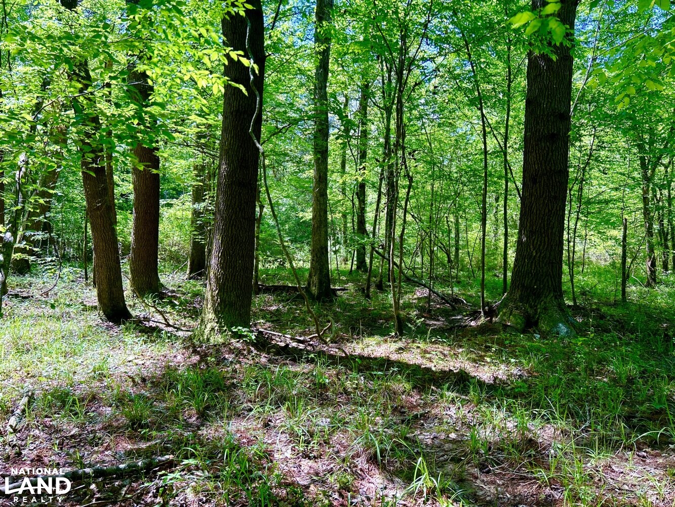 Mixed Hardwoods (59 of 87)