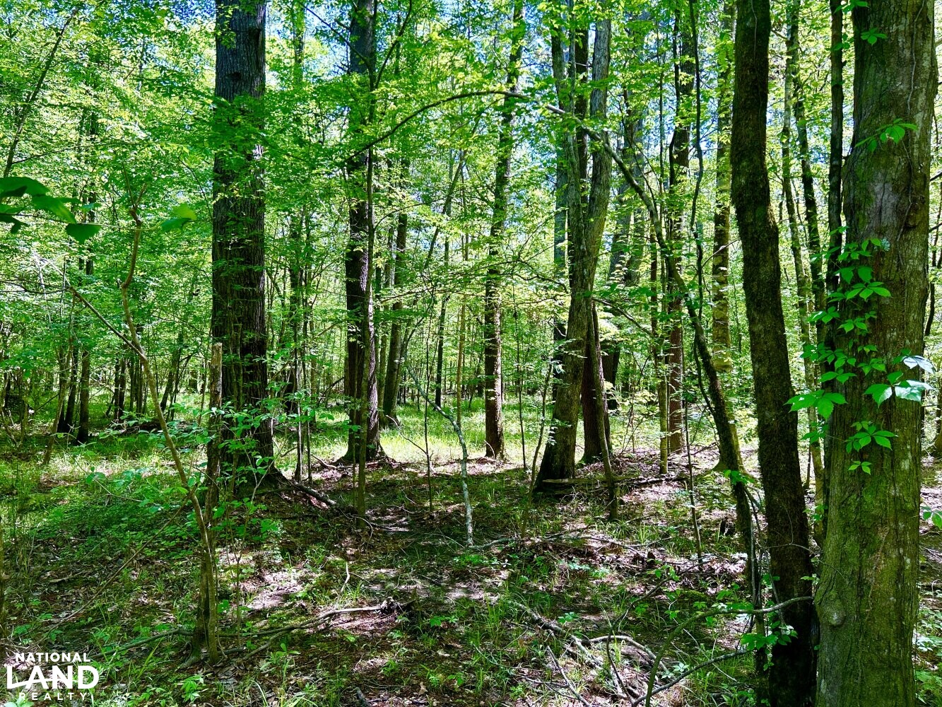 Hickory Homesite, Hay Fields, and Hardwood Timberland in Newton County, MS (60 of 87)