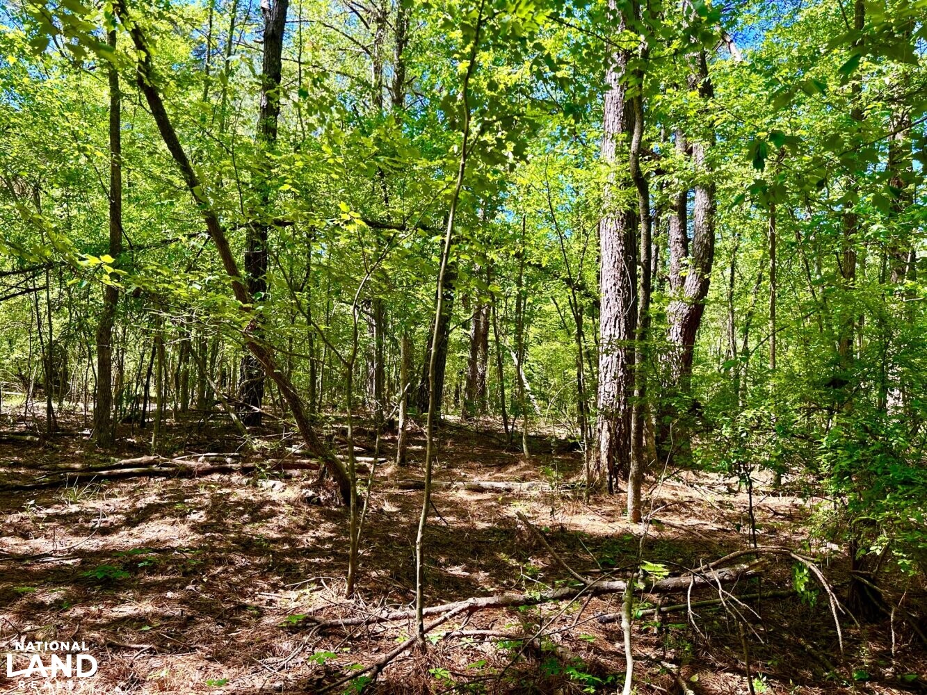 Hickory Homesite, Hay Fields, and Hardwood Timberland in Newton County, MS (61 of 87)