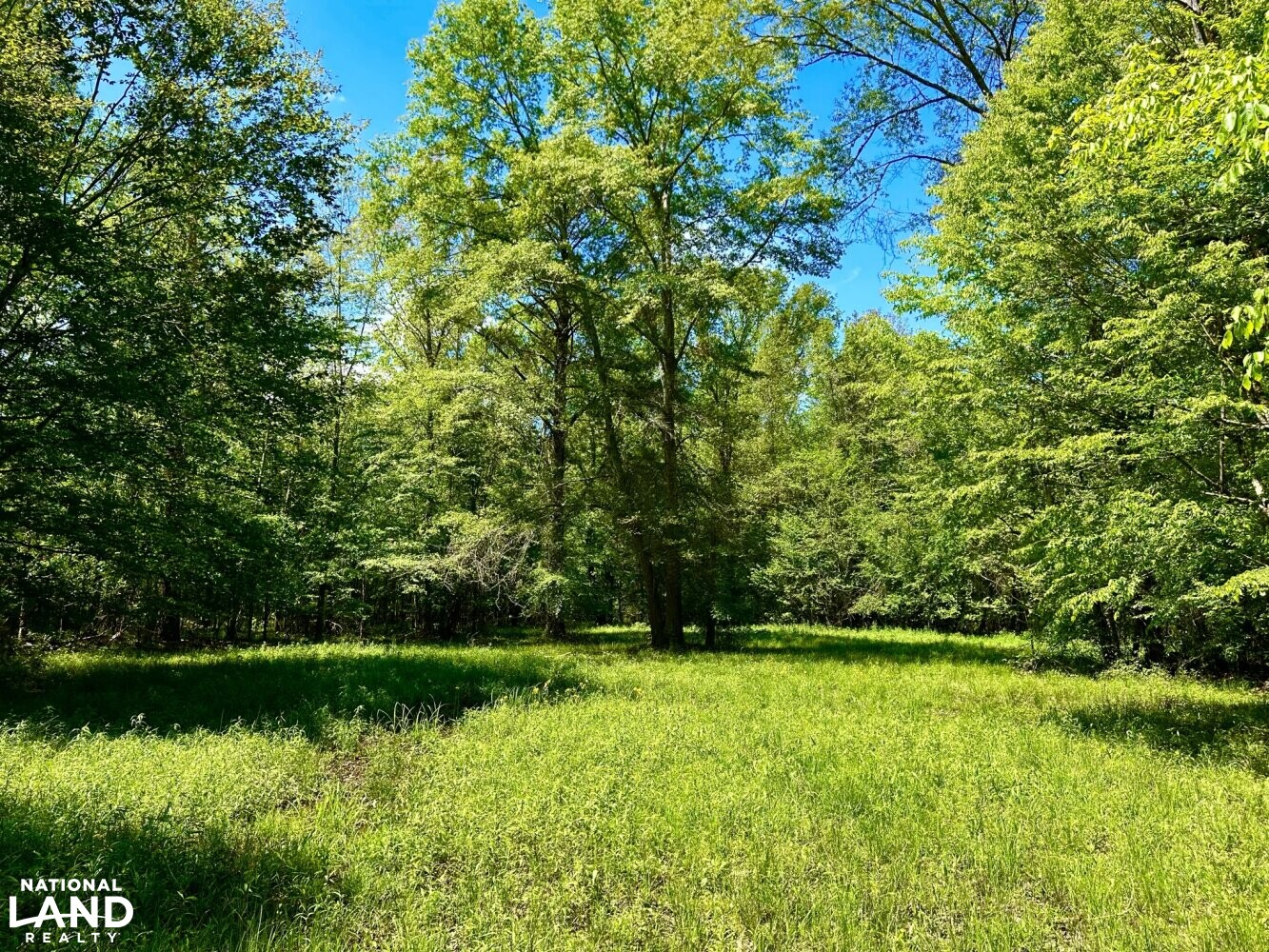Foodplot near Potterchitto Creek (29 of 87)