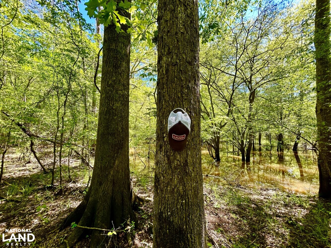 White Oak (Quercus alba) (65 of 87)