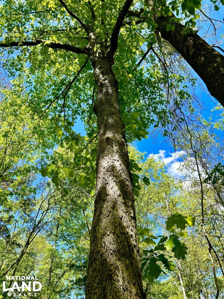 White Oak (Quercus alba) (67 of 87)